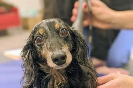 East Hilliard Veterinary Services