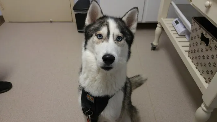 Northarlington Animal Clinic 2
