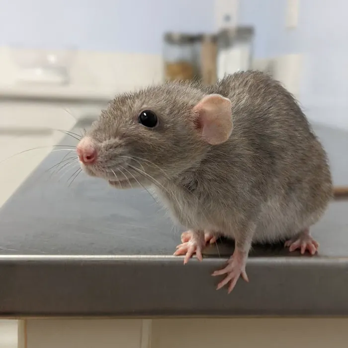 Northarlington Animal Clinic 8