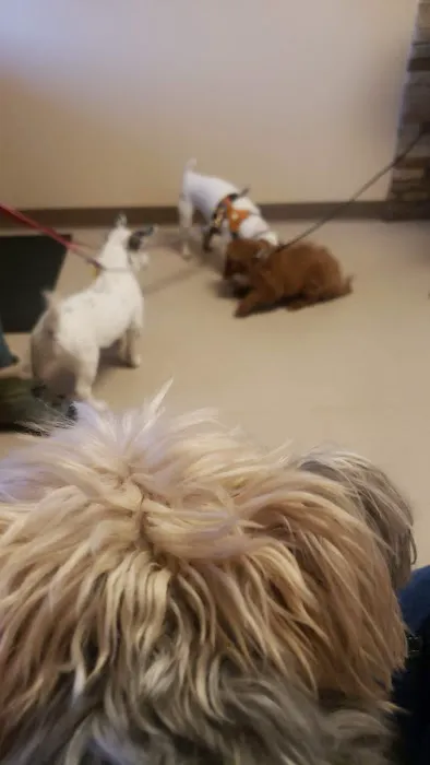 Northarlington Animal Clinic 9