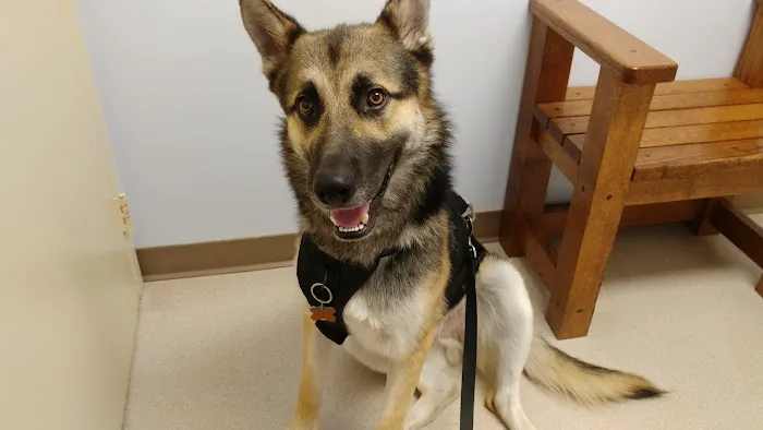 Northarlington Animal Clinic 7