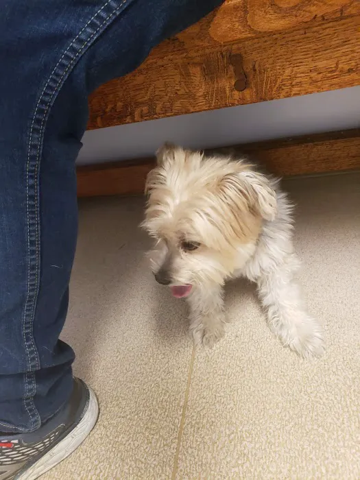 Northarlington Animal Clinic: See Heather L DVM 3