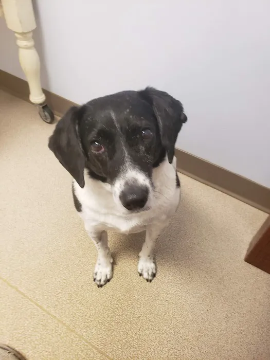 Northarlington Animal Clinic: See Heather L DVM 1