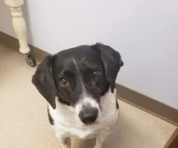 Northarlington Animal Clinic: See Heather L DVM