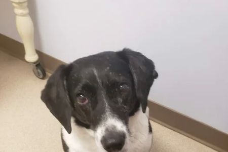 Northarlington Animal Clinic: See Heather L DVM