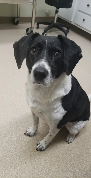 Northarlington Animal Clinic: See Heather L DVM 4