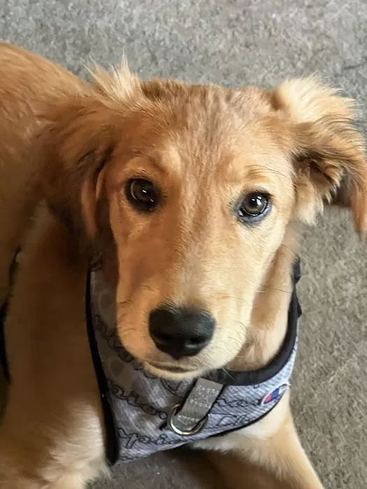 Northarlington Animal Clinic: See Heather L DVM 6