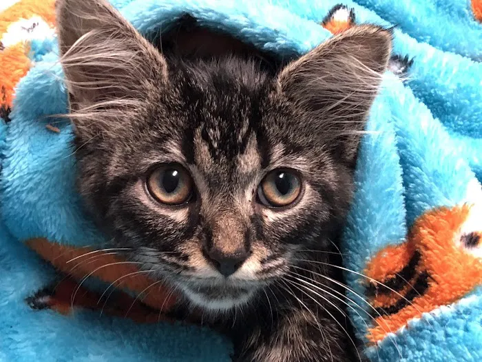 Northwest Animal Hospital 12