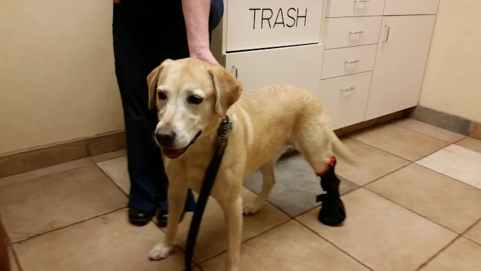 Beechwold Veterinary Hospital, A Thrive Pet Healthcare Partner 12