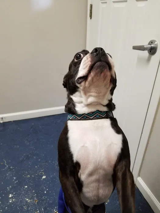 Care Pet Clinic 1