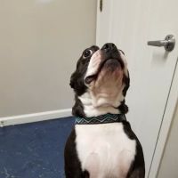 Care Pet Clinic ico