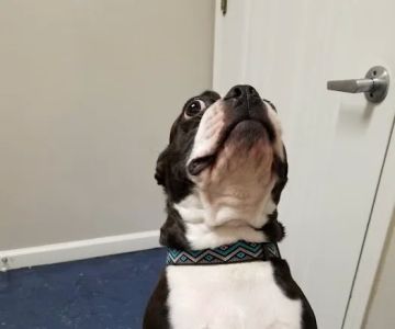 Care Pet Clinic