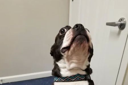 Care Pet Clinic