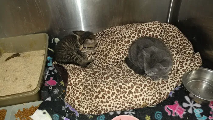 Care Pet Clinic 6