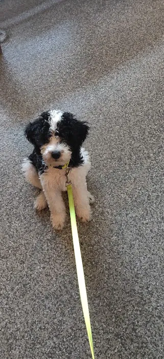 Care Pet Clinic 9