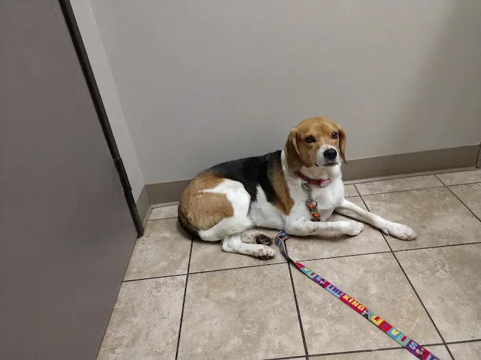 German Village Veterinary Hospital 10
