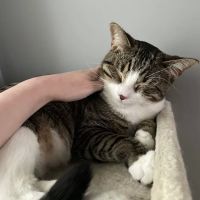 Rice Pet Clinic & Hospital ico