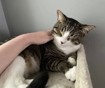 Rice Pet Clinic & Hospital