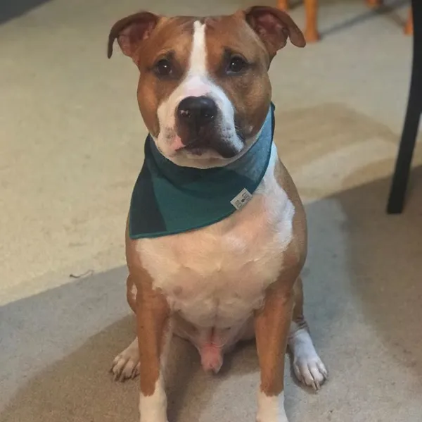 Rice Pet Clinic & Hospital 3