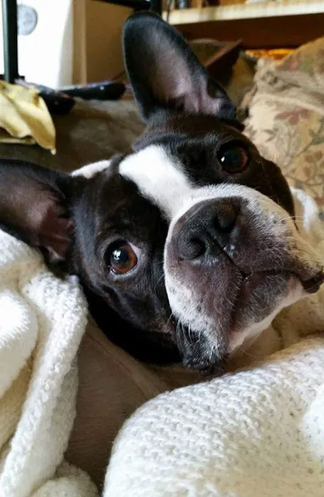 Rice Pet Clinic & Hospital 9