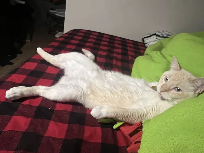 Kitty Klinic 3
