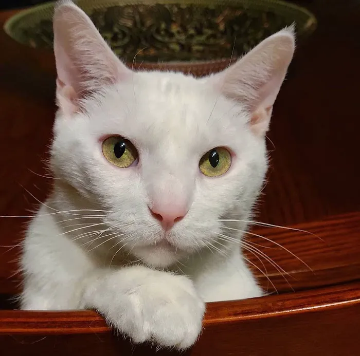 Kitty Klinic 6