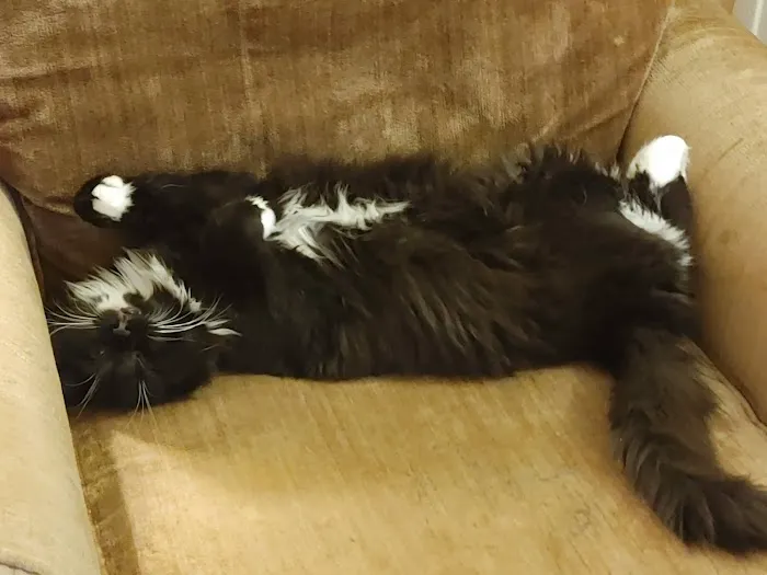 Kitty Klinic 9