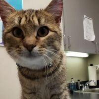 Pet Doctors ico