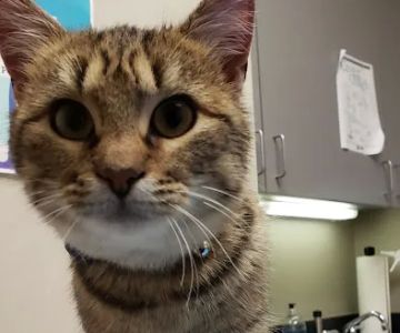 Pet Doctors