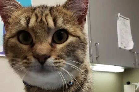 Pet Doctors