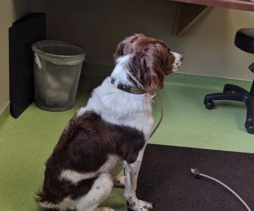 Lake Harriet Veterinary