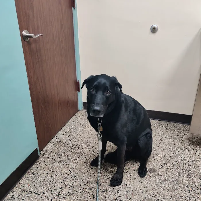 Lyndale Animal Hospital 1