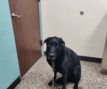 Lyndale Animal Hospital