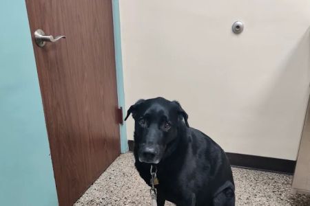 Lyndale Animal Hospital