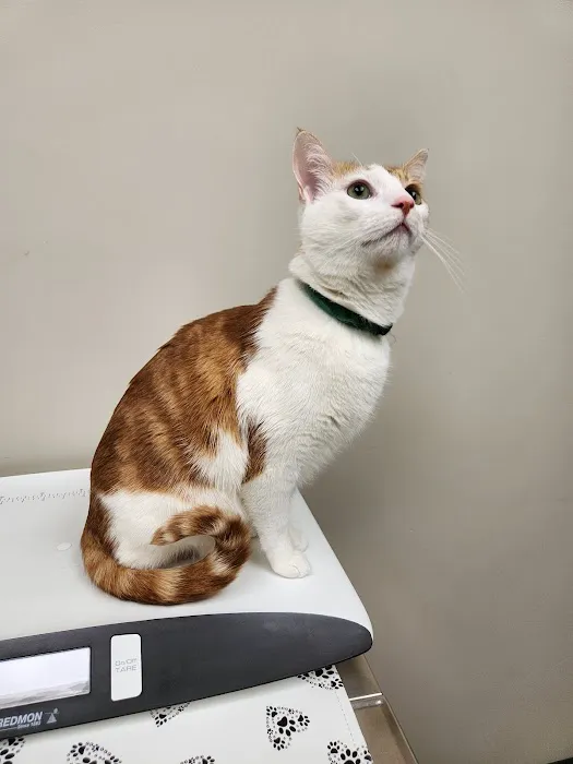 Lyndale Animal Hospital 2