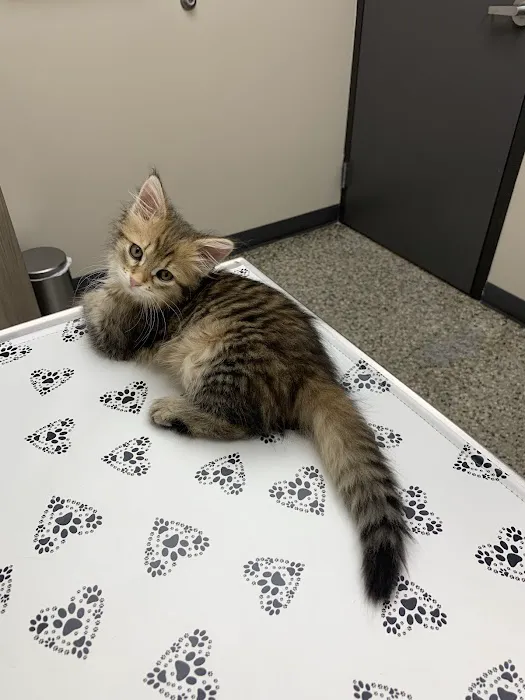 Lyndale Animal Hospital 4