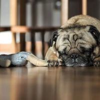 Modern Love Veterinary ico