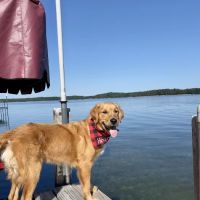 Kenwood Pet Clinic ico