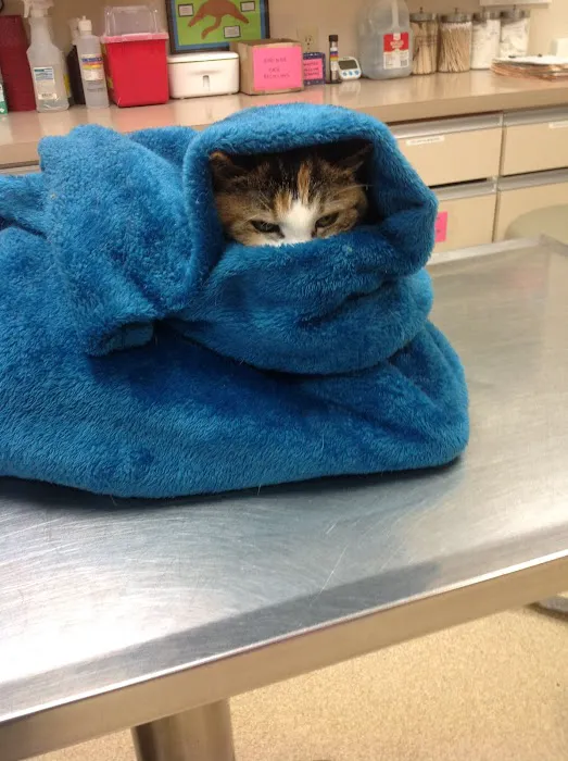 Kenwood Pet Clinic 12