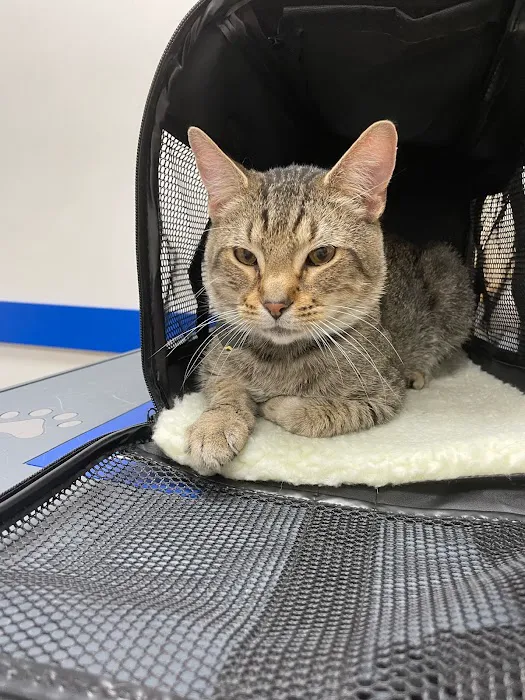 Pet Central Animal Hospital 12