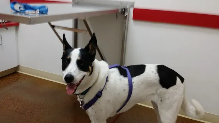 Pet Central Animal Hospital 12