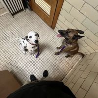 Pomeroy's Animal Hospital ico
