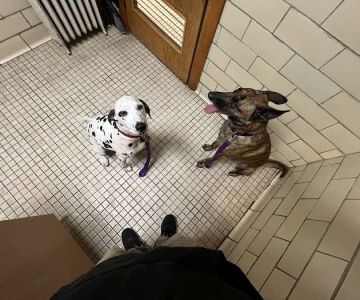 Pomeroy's Animal Hospital