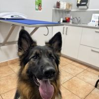 Mendakota Animal Hospital ico