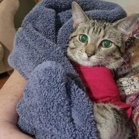 Animal Clinic of Paulding ico