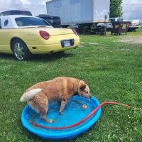 Bryan Area Animal Hospital ico