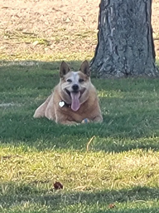 Bryan Area Animal Hospital 9