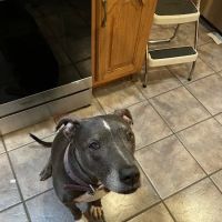 Jefferson Veterinary Clinic ico