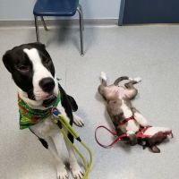 Lake Area Veterinary Group ico