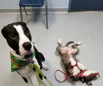 Lake Area Veterinary Group